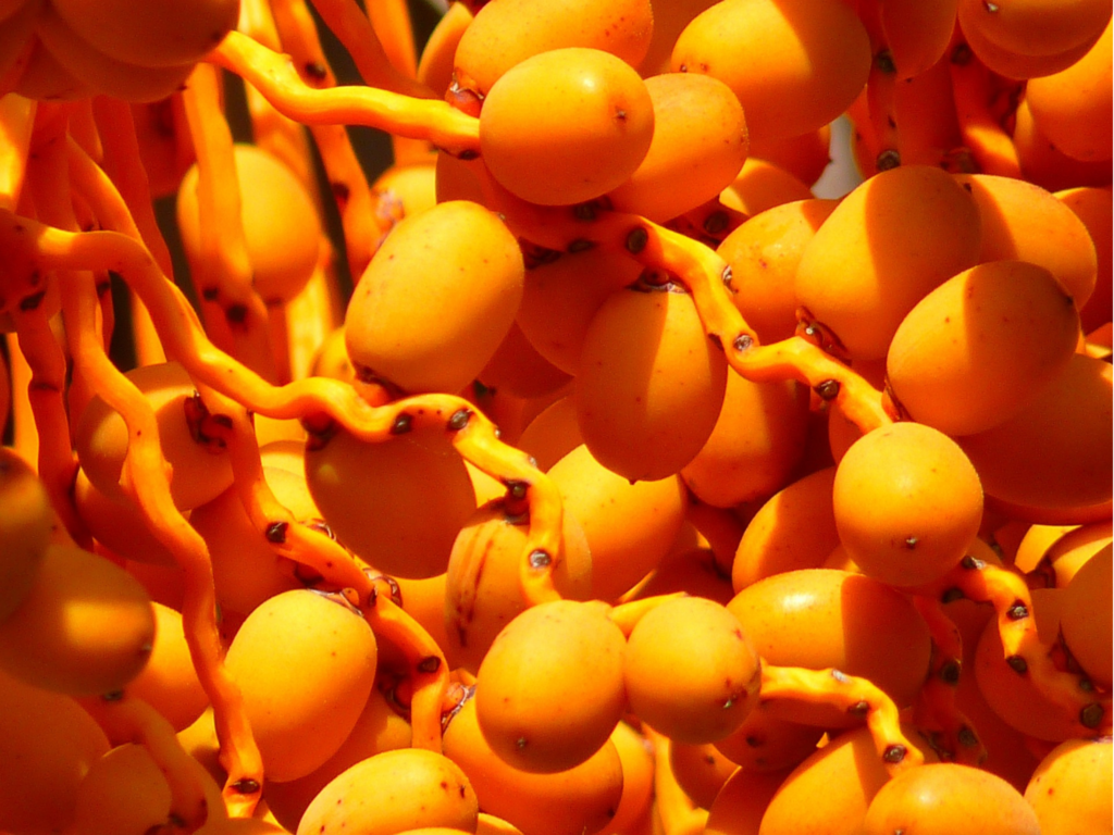 A detailed close-up of golden-yellow dates on their branches, showcasing their natural luster and ripeness.