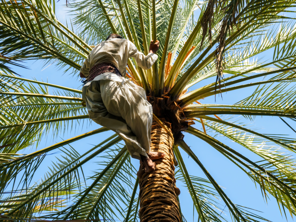 A man climbing a date palm tree to harvest dates, surrounded by lush green fronds under a clear blue sky.