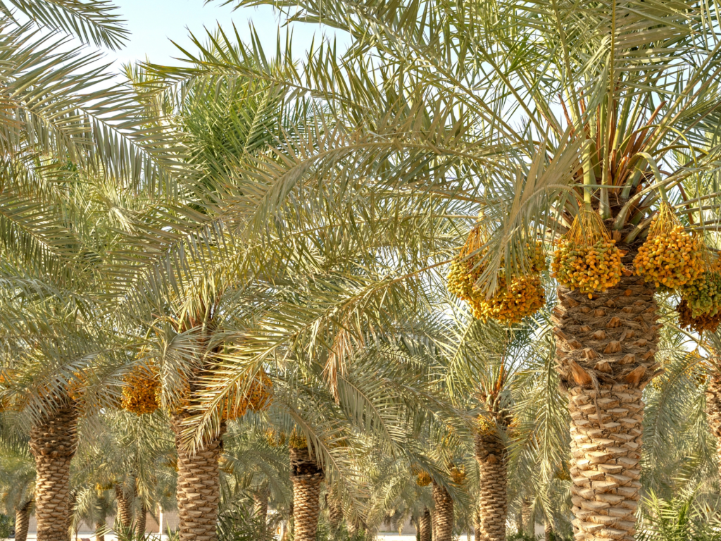 A grove of date palm trees laden with clusters of golden dates under a bright, clear sky.