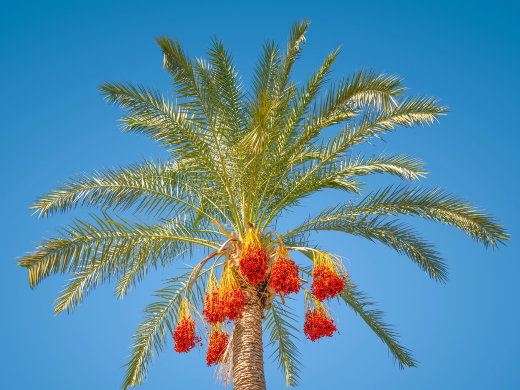 A date palm tree with clusters of ripe red dates against a bright blue sky.